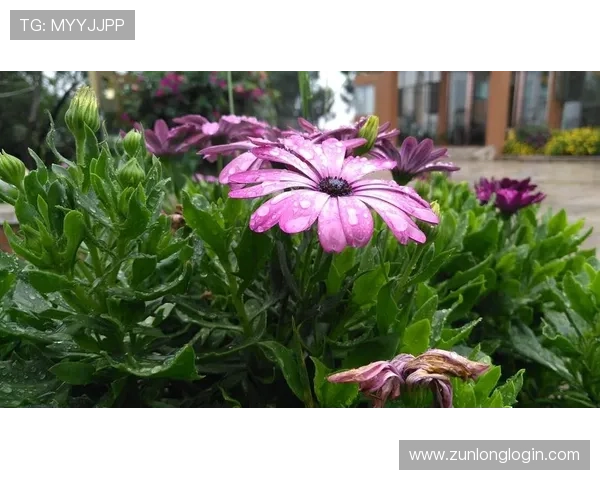 尊龙人生就是app在青少年成长中的积极影响与教育意义